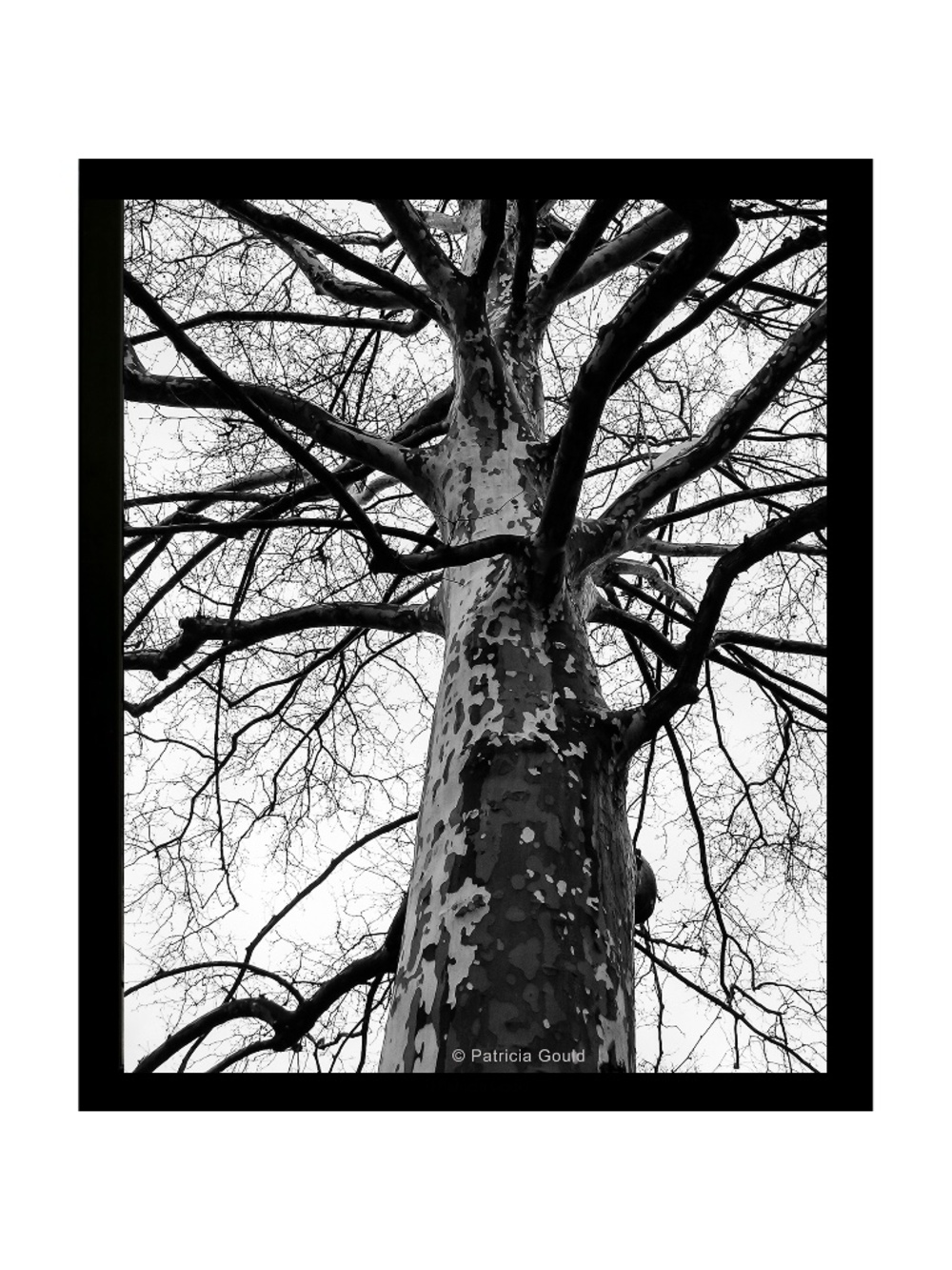 Sycamore in BW - 20 x 16 photograph on canvas - framed, ready to hang